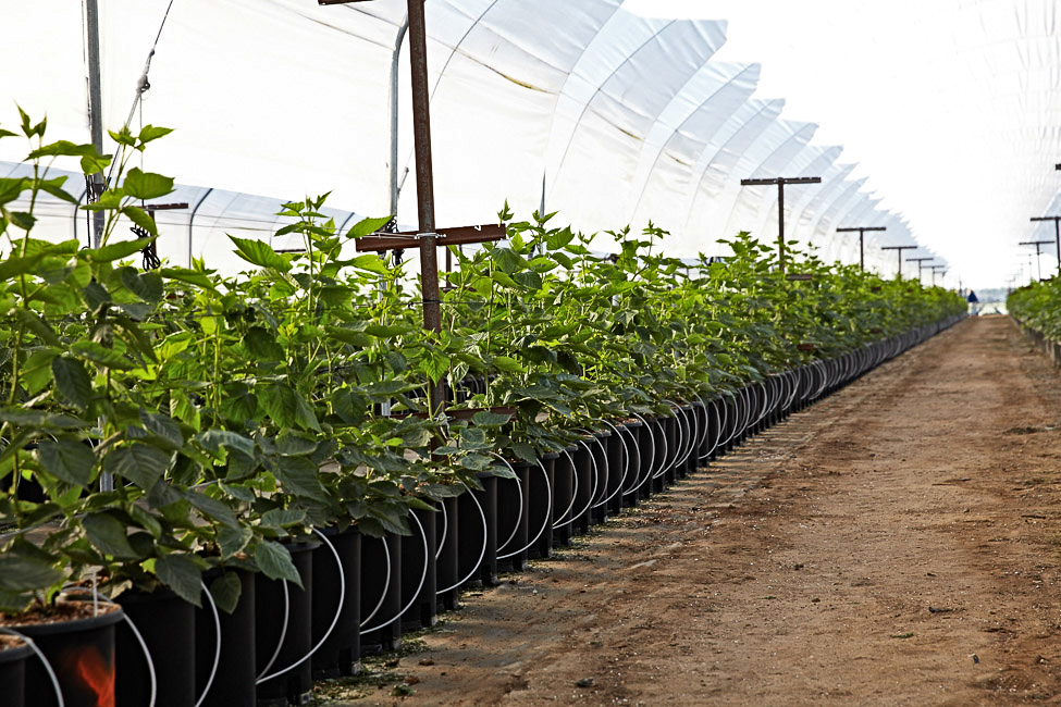 hydroponics system