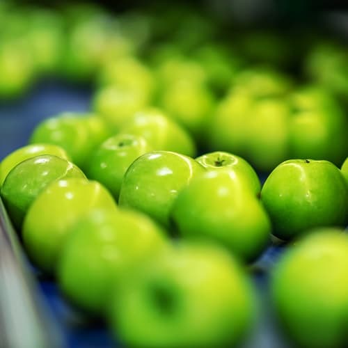 Green applies transported on conveyor belt in factory.