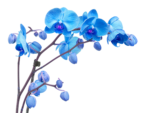 orchid branch with blue flowers