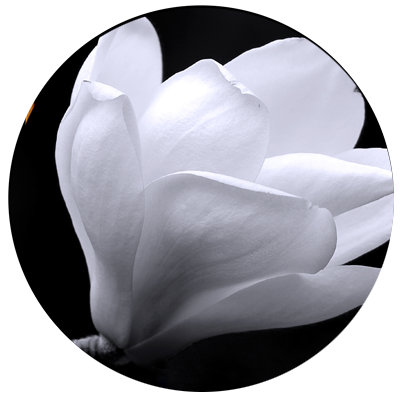 Macro image of a white flower.