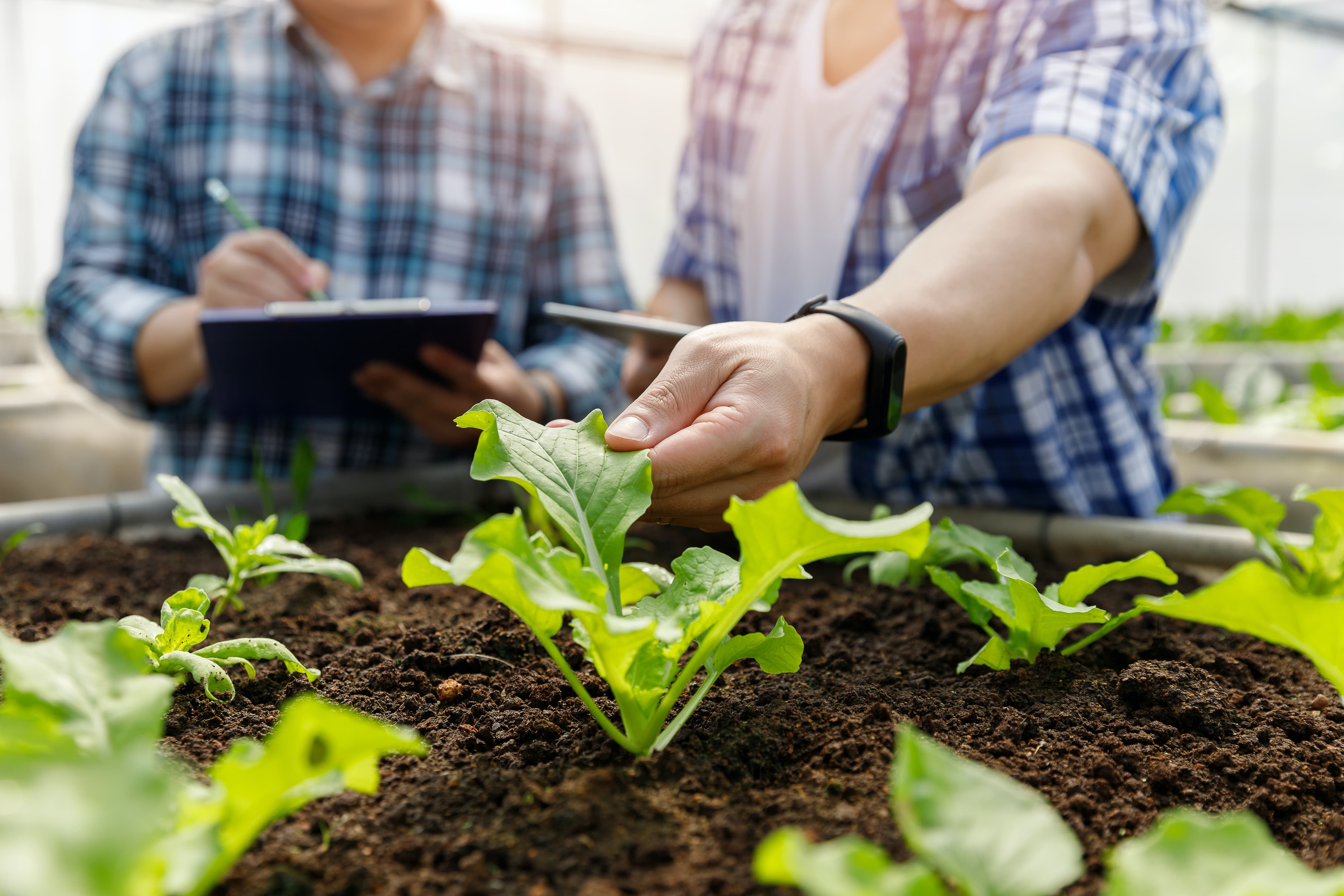 Two men inspecting leafy greens with check list and iPad. 