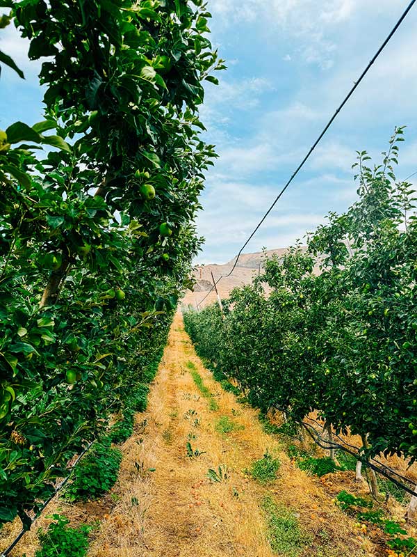 Rows of apple trees in a lush orchard with a dirt path in between, under a blue sky.