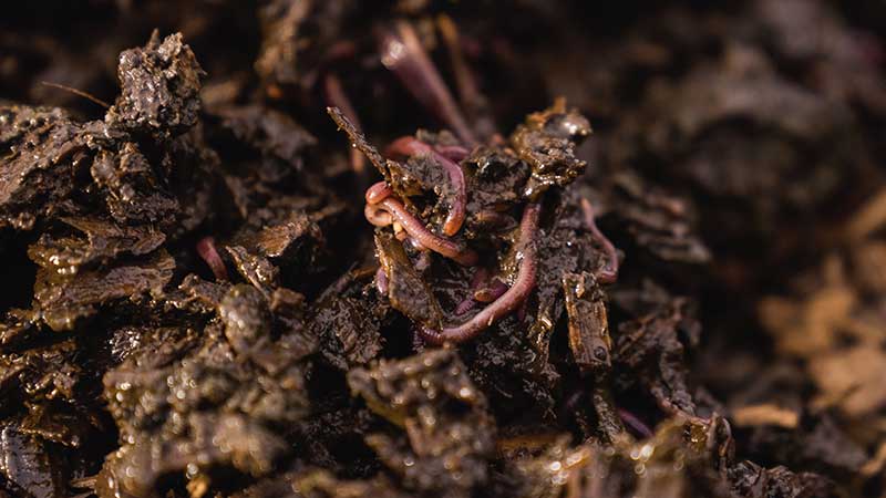 Close-up of earthworms in damp, dark soil.