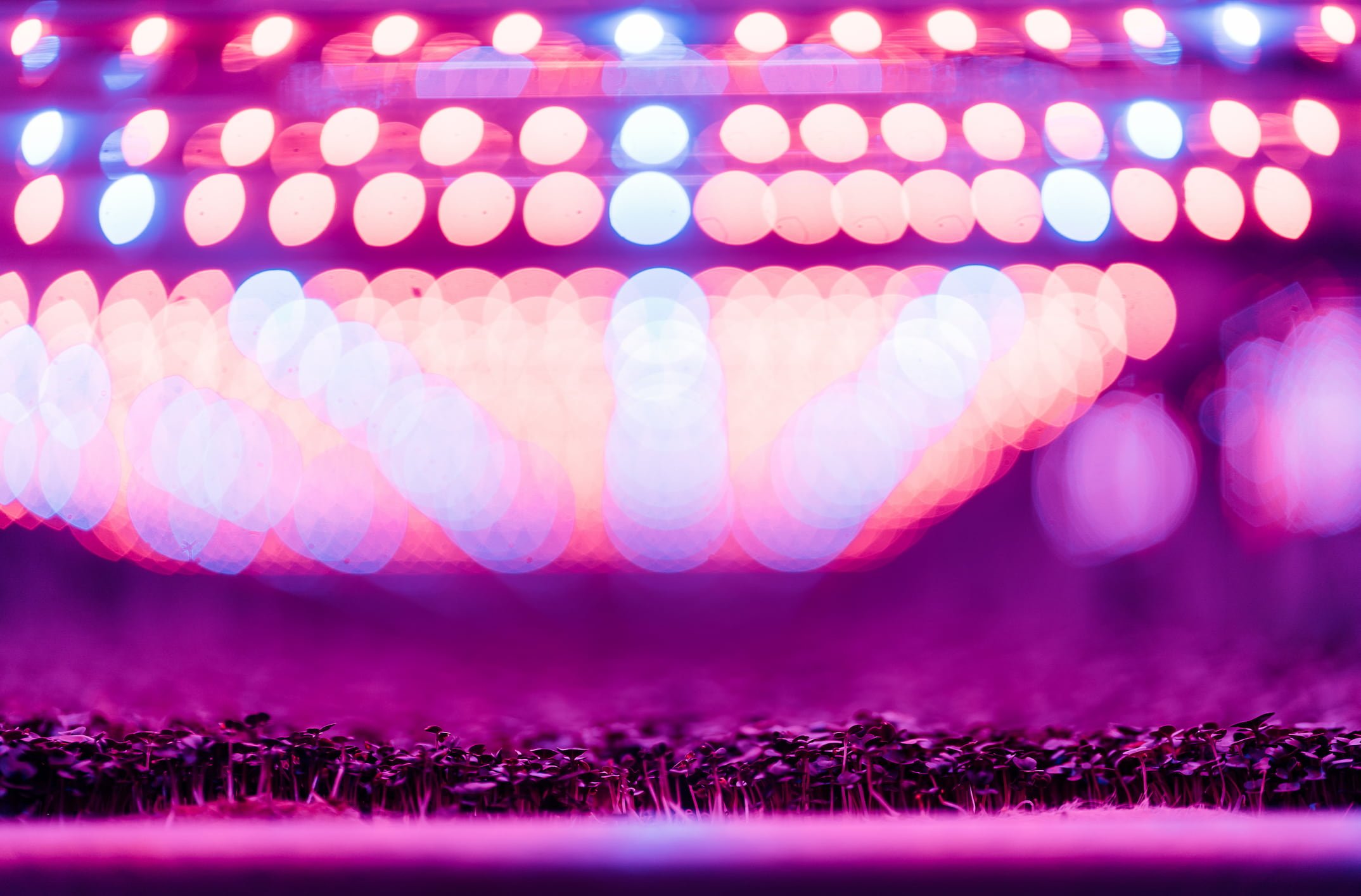 Bright pink lights shine down on Danville microgreens.