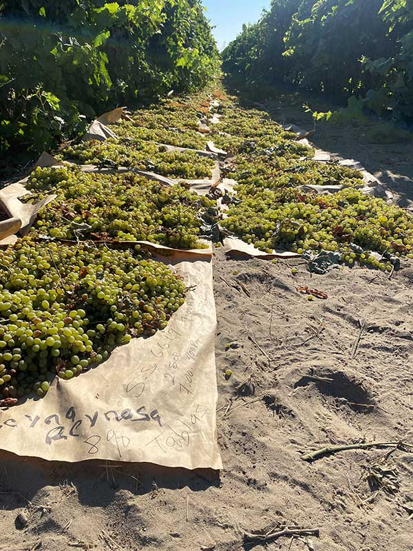 Clusters of grapes laid out on sandy ground between rows of grapevines, resting on sheets of paper with text.