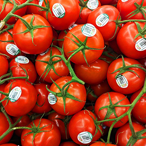 Close-up of vine-ripened tomatoes with green stems and PLU stickers.